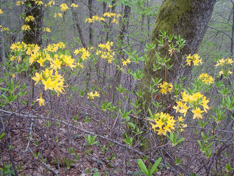 Изображение особи Rhododendron luteum.