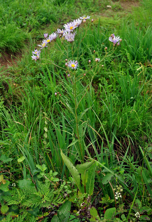 Изображение особи Aster tataricus.