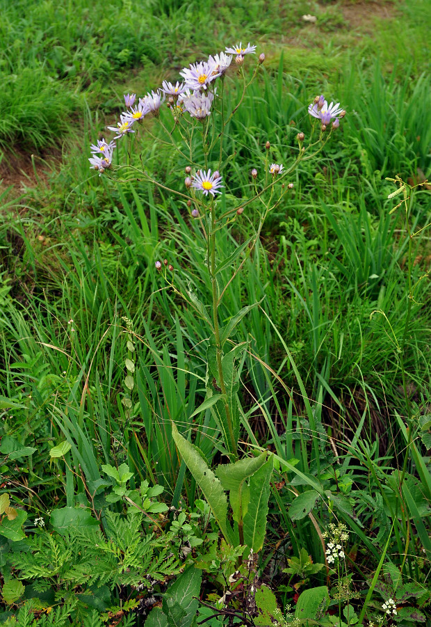 Image of Aster tataricus specimen.