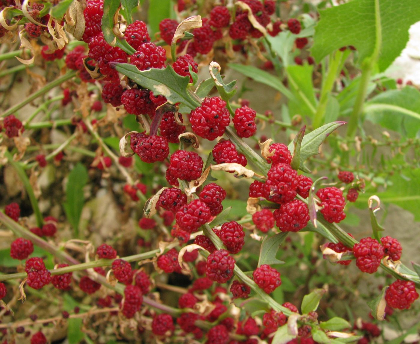 Image of Blitum virgatum specimen.