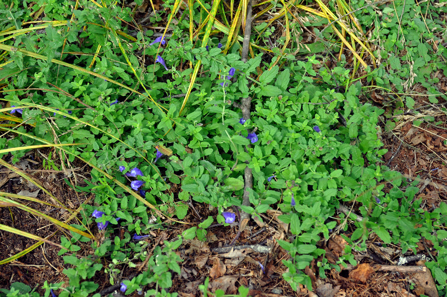 Image of Scutellaria strigillosa specimen.