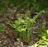 Polystichum subtripteron. Вегетирующее растение. Приморский край, окр. г. Владивостока, чернопихтово-широколиственный долинный лес. 18.05.2016.