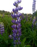 Lupinus polyphyllus. Соцветие. Московская обл., г. Электрогорск, залежь на северном берегу Стахановского озера. 14.06.2015.