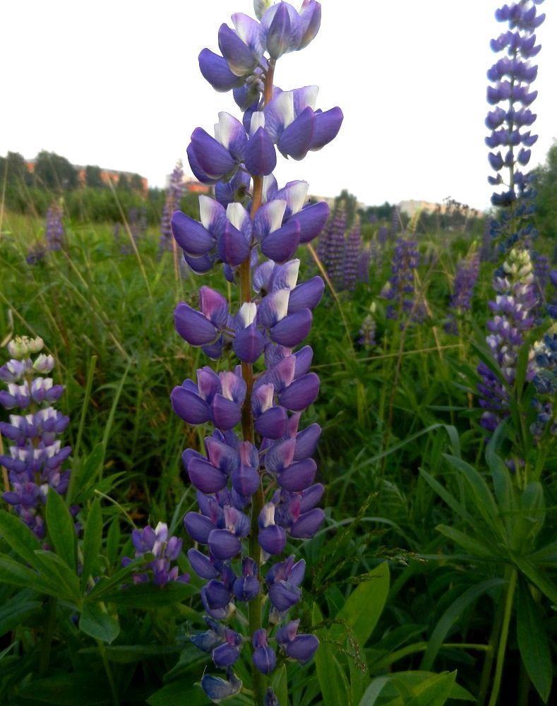 Изображение особи Lupinus polyphyllus.