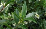 Ligustrum vulgare