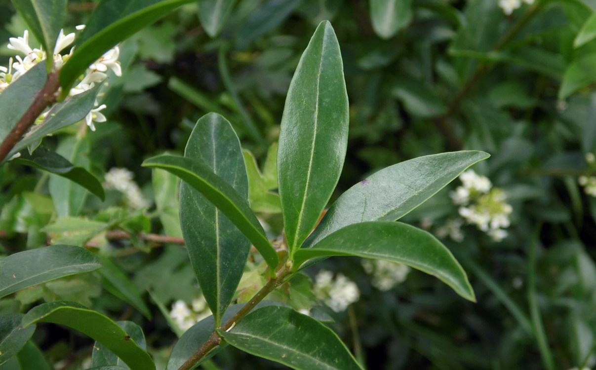 Image of Ligustrum vulgare specimen.