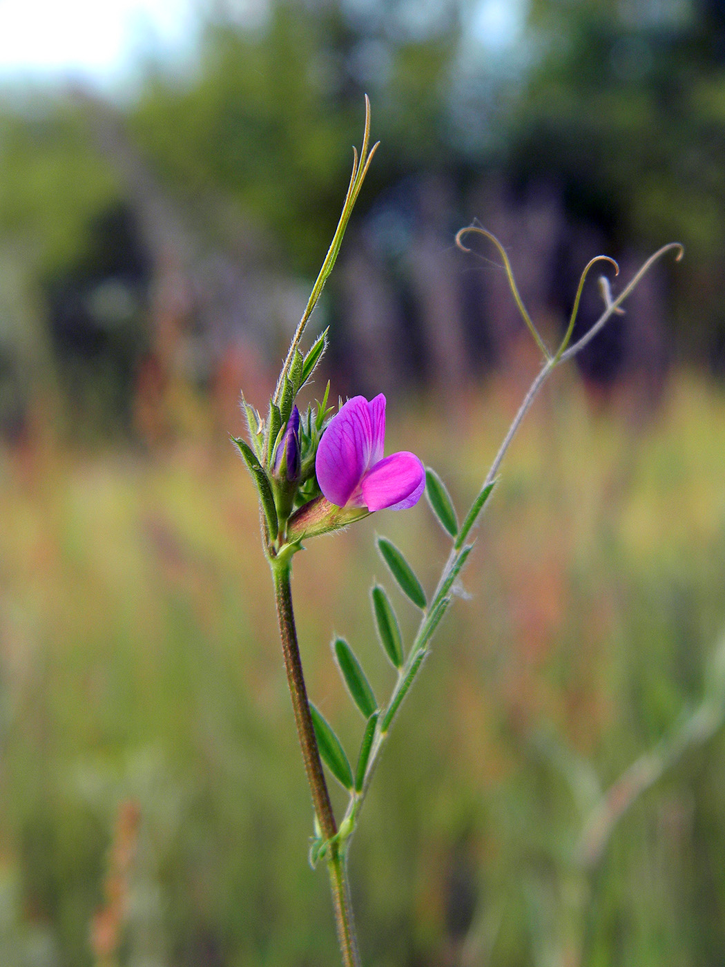 Изображение особи Vicia angustifolia.