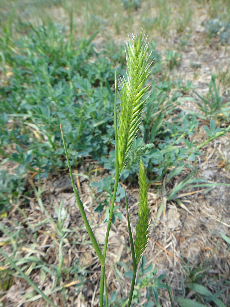 Изображение особи род Agropyron.