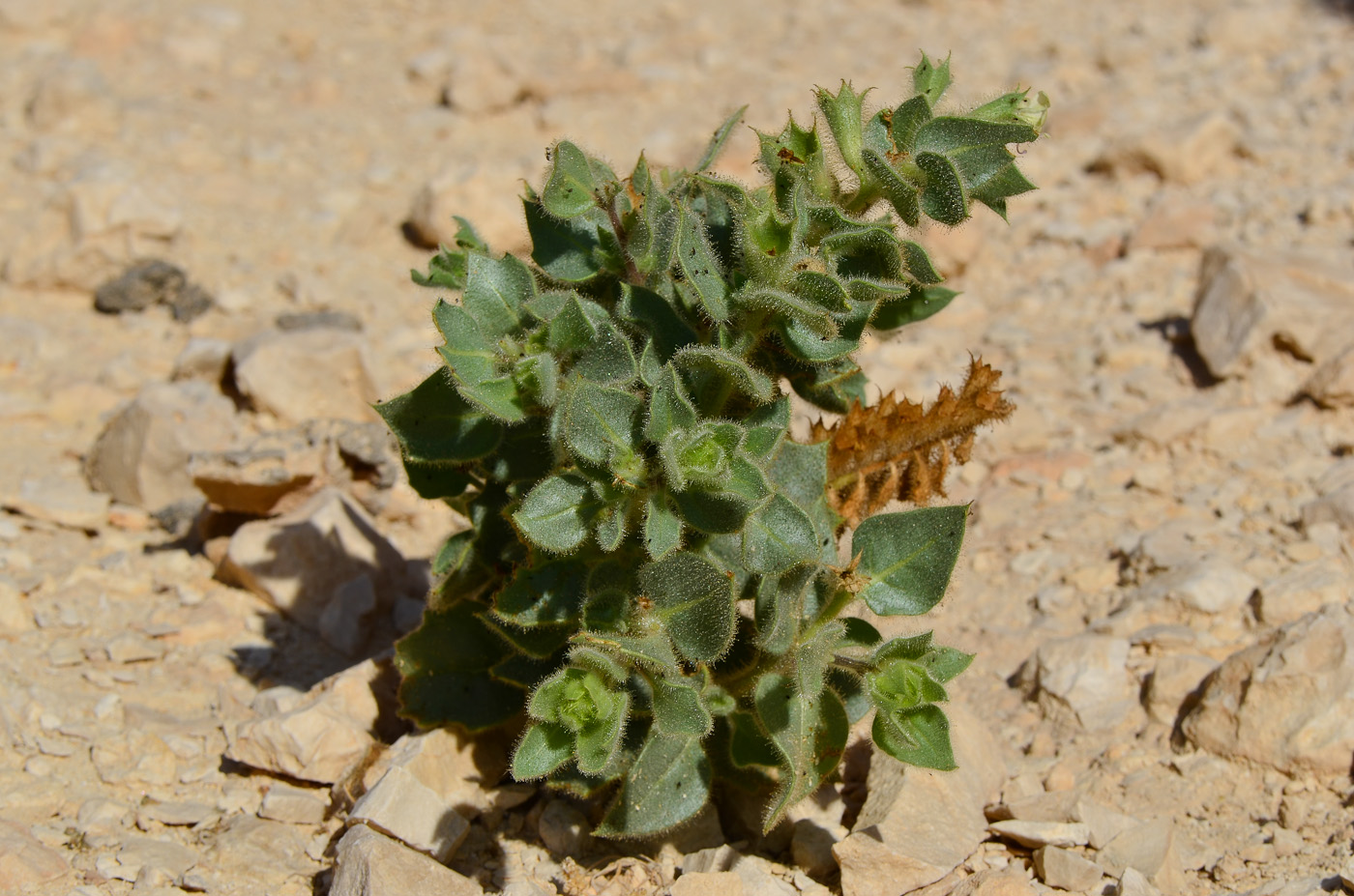 Image of Hyoscyamus desertorum specimen.