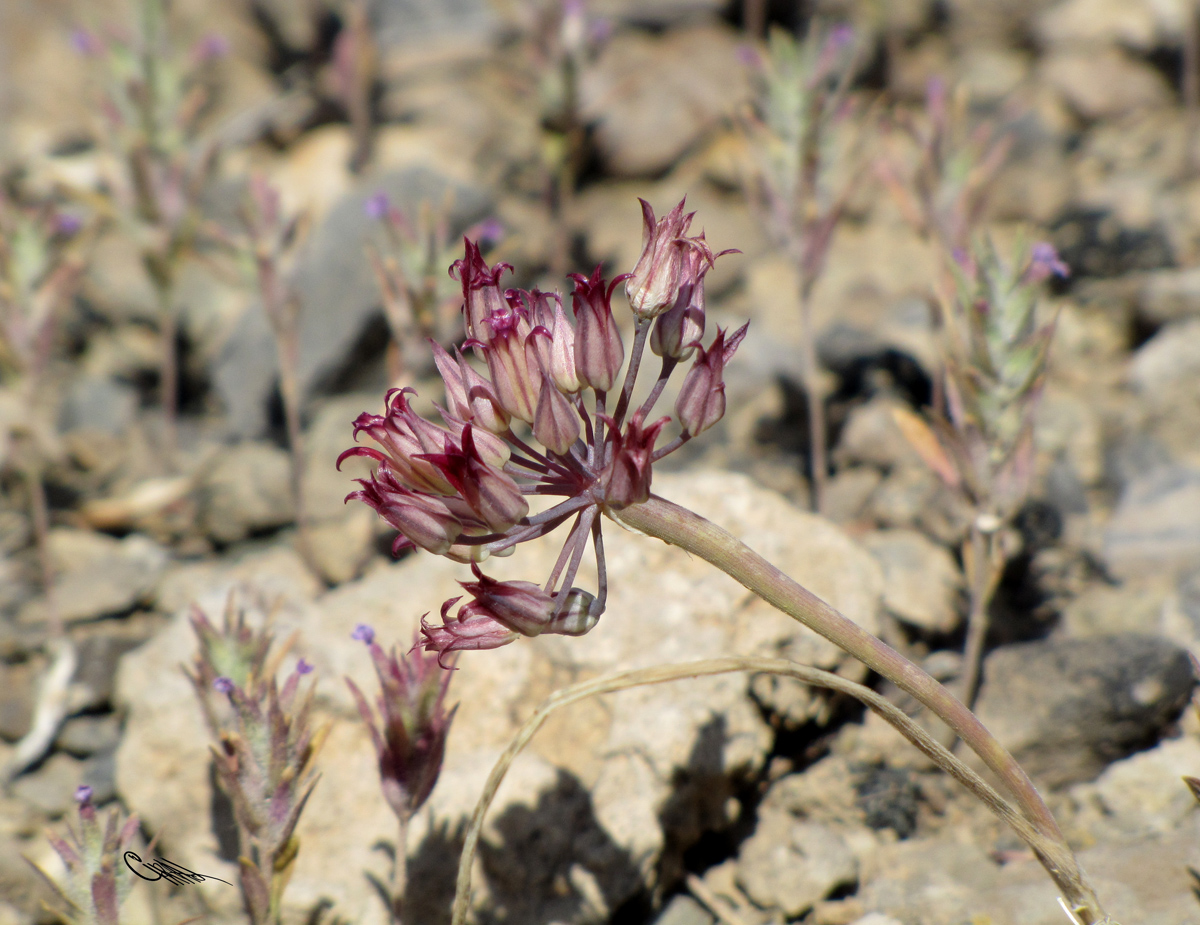 Image of Allium kujukense specimen.