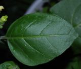 Nicotiana rustica