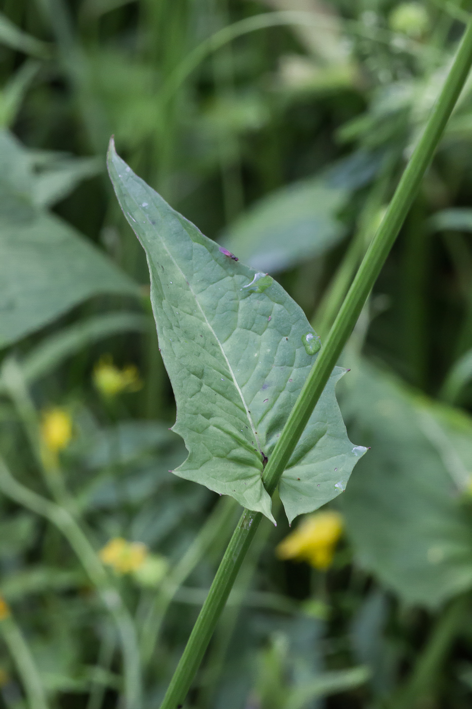 Image of Crepis paludosa specimen.
