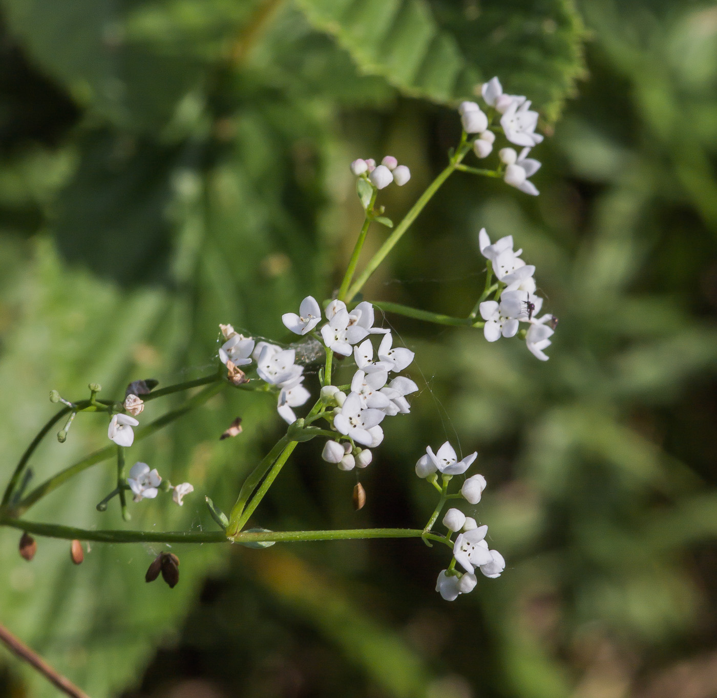 Изображение особи род Galium.