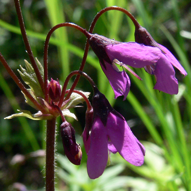 Image of Cortusa matthioli specimen.