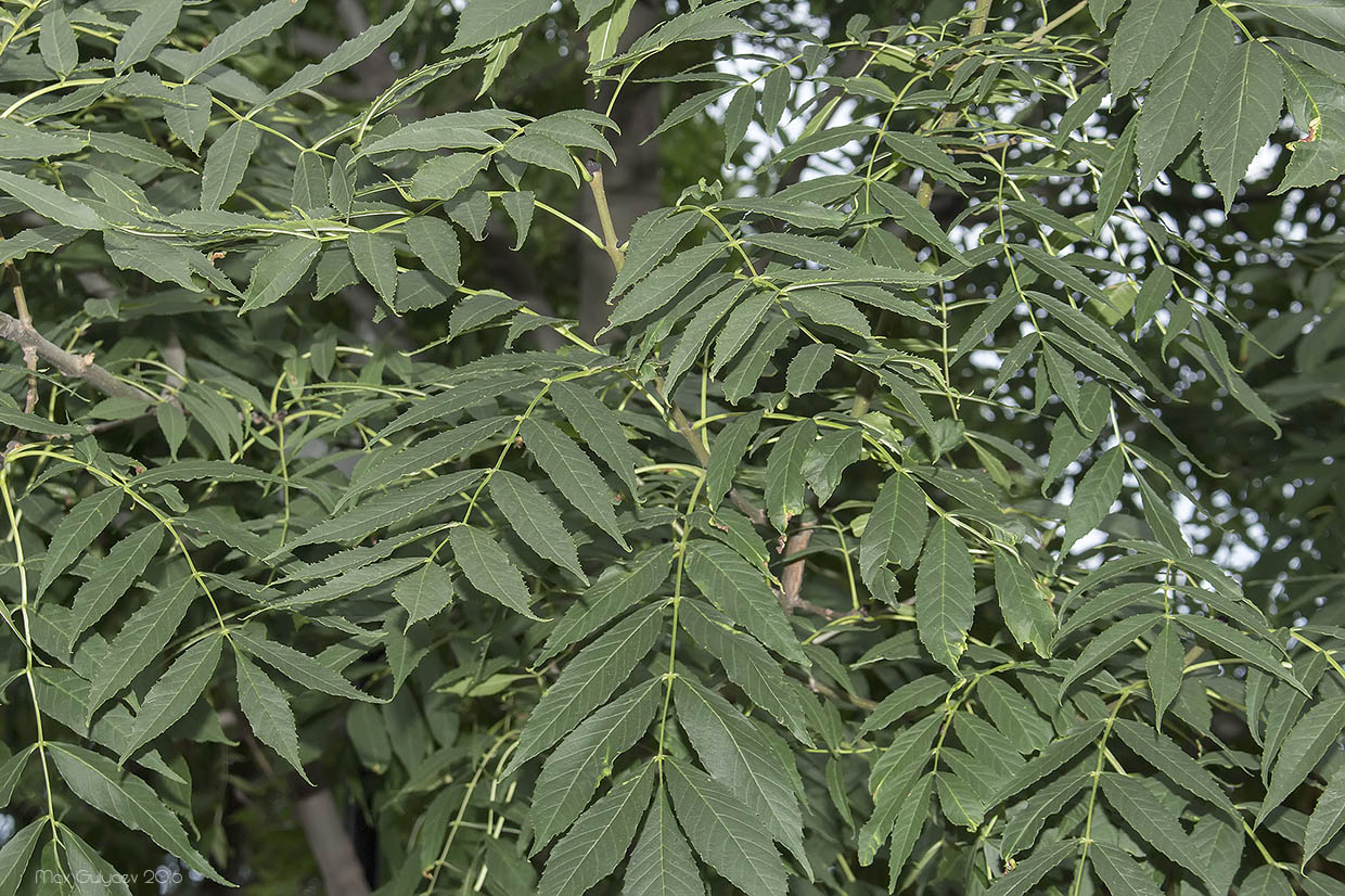 Изображение особи Fraxinus excelsior.