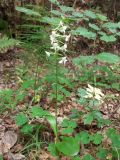 Platanthera chlorantha. Цветущее растение. Калининградская обл., г. Светлогорск, Светлогорский лес, смешанный лес. 20.06.2016.