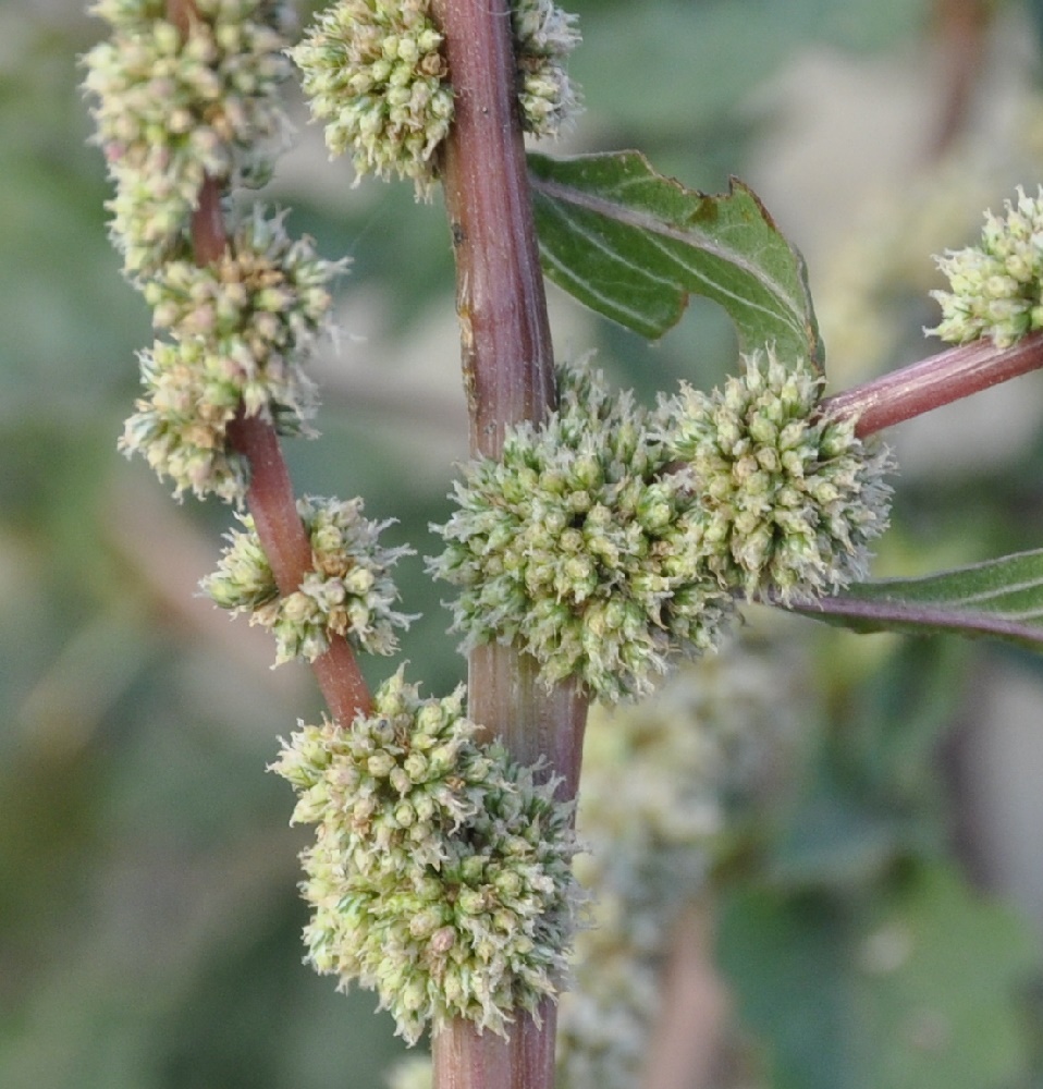 Image of Amaranthus spinosus specimen.