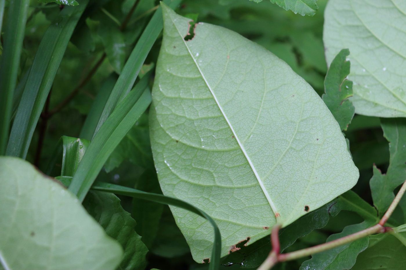 Изображение особи Reynoutria japonica.