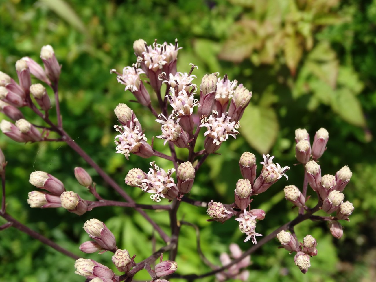 Изображение особи Syneilesis aconitifolia.