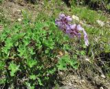 Geranium renardii. Верхушка цветущего растения. Кабардино-Балкария, Эльбрусский р-н, долина р. Ирик, ок. 2300 м н.у.м. 14.07.2016.