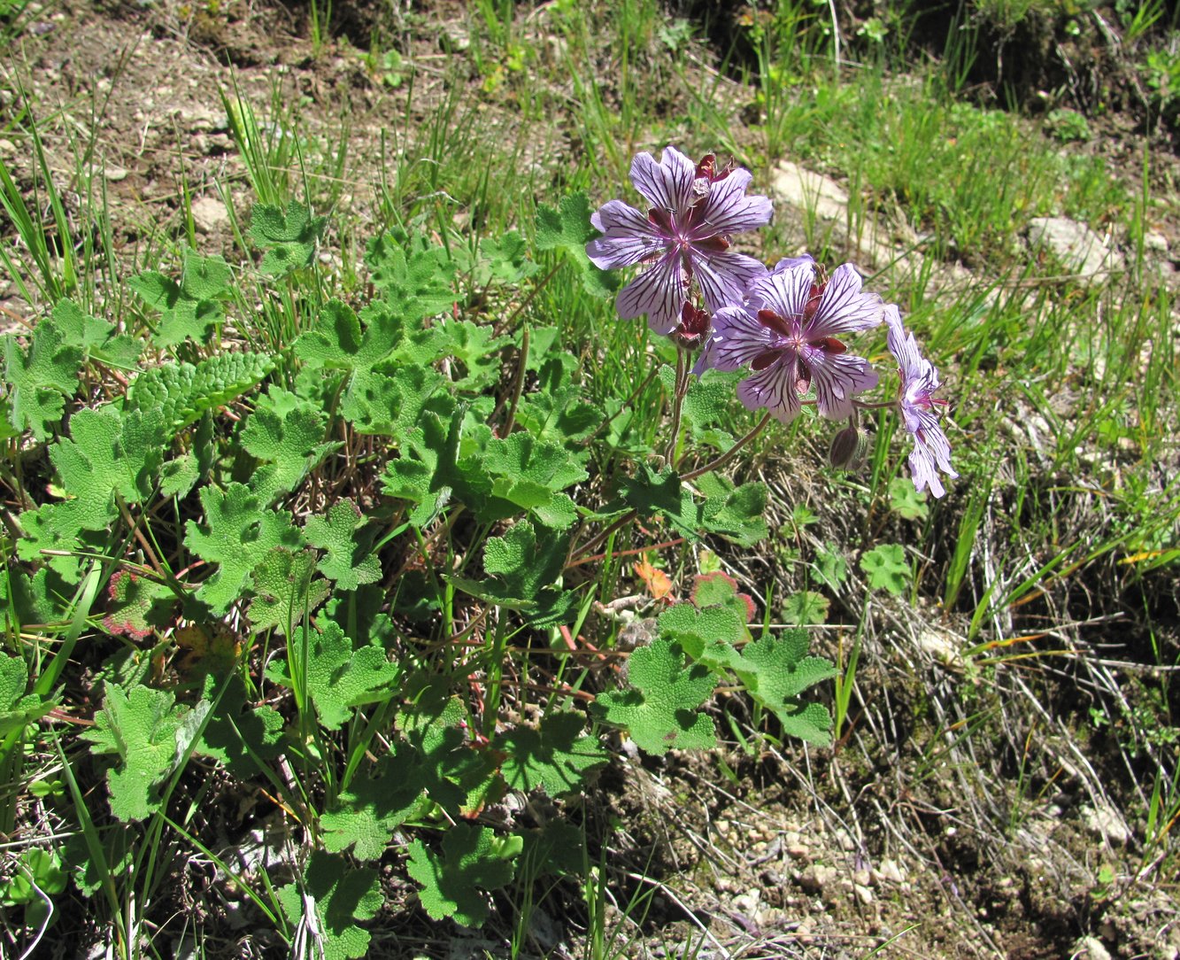 Image of Geranium renardii specimen.