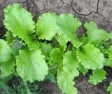 Lactuca sativa