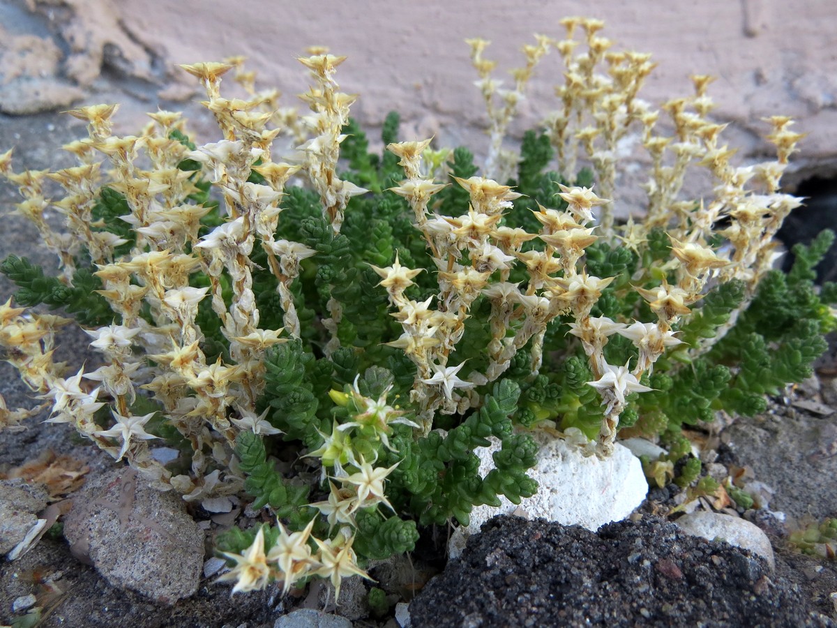 Image of Sedum acre specimen.