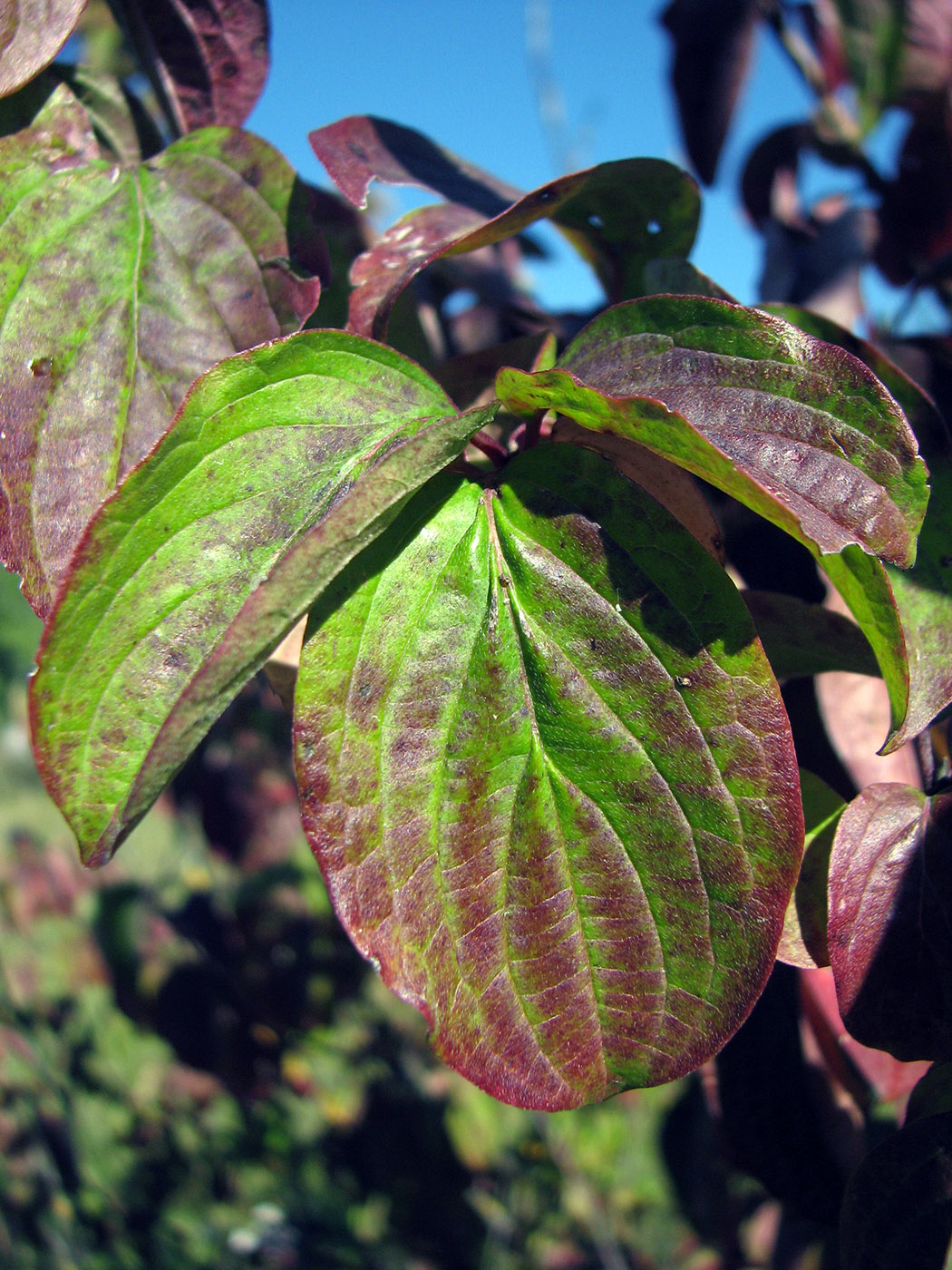 Image of genus Swida specimen.