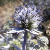 Eryngium maritimum. Верхушка соцветия. Испания, автономное сообщество Каталония, провинция Жирона, комарка Баш Эмпорда, муниципалитет Тороэлья-де-Монгри, устье р. Тер (La Gola del Ter), левый берег, тыловой склон дюны. 05.08.2016.