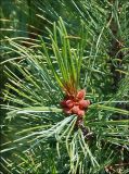 Pinus pumila. Ветвь с микростробилами. Магаданская обл., Колымское нагорье, склон сопки Беличья близ пос. Ягодное. 19.07.2009.