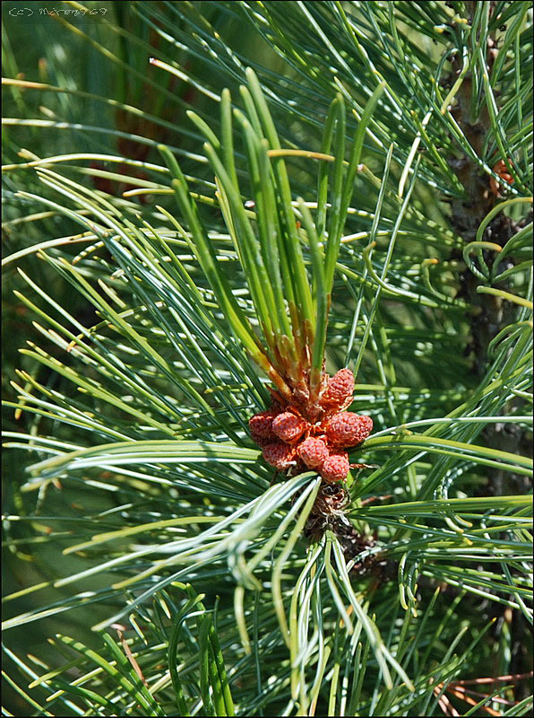 Image of Pinus pumila specimen.