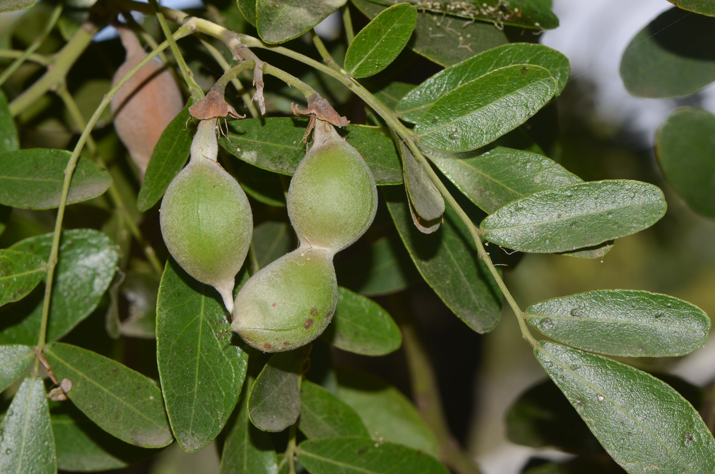 Image of Sophora secundiflora specimen.