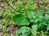 Plantago major