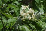 Sorbus persica. Соцветие и листья (видна нижняя сторона). Казахстан, Тянь-Шань, хр. Таласский, зап. Аксу-Джабаглы, ущ. Кши-Каинды. 22.05.2016.