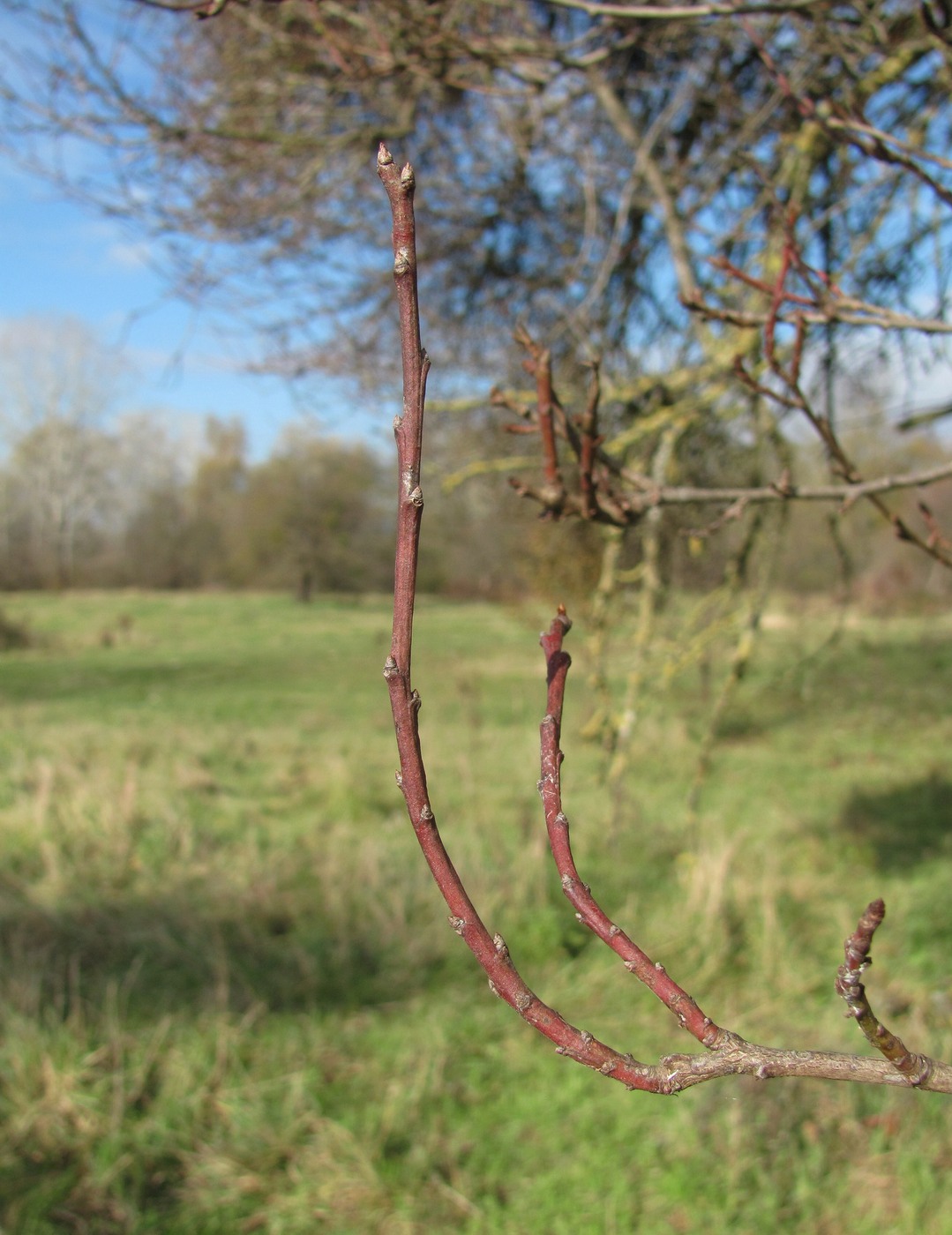 Изображение особи Prunus cerasifera.