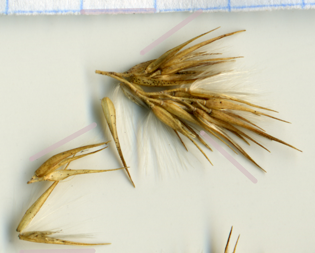 Image of Calamagrostis epigeios specimen.