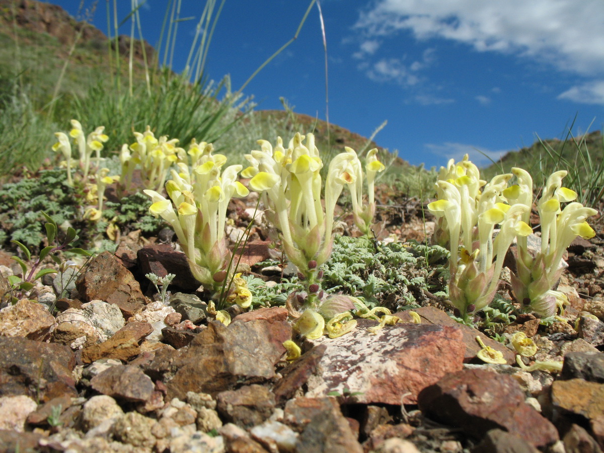 Image of Scutellaria przewalskii specimen.