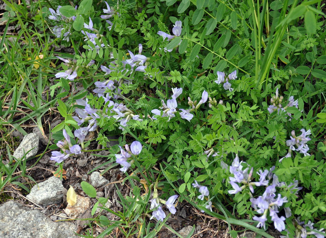 Изображение особи род Astragalus.