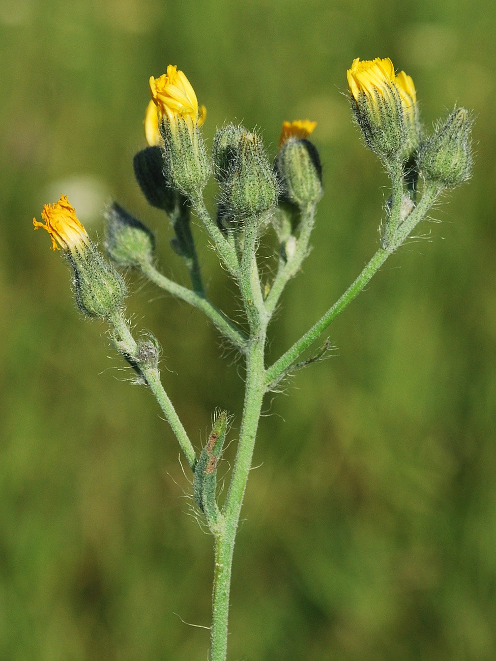 Изображение особи Pilosella procera.