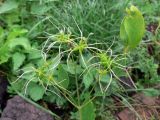 Clematis mandshurica. Верхушка плодоносящего растения. Свердловская обл., г. Екатеринбург, пос. Шабровский, дачный участок. 10.08.2016.