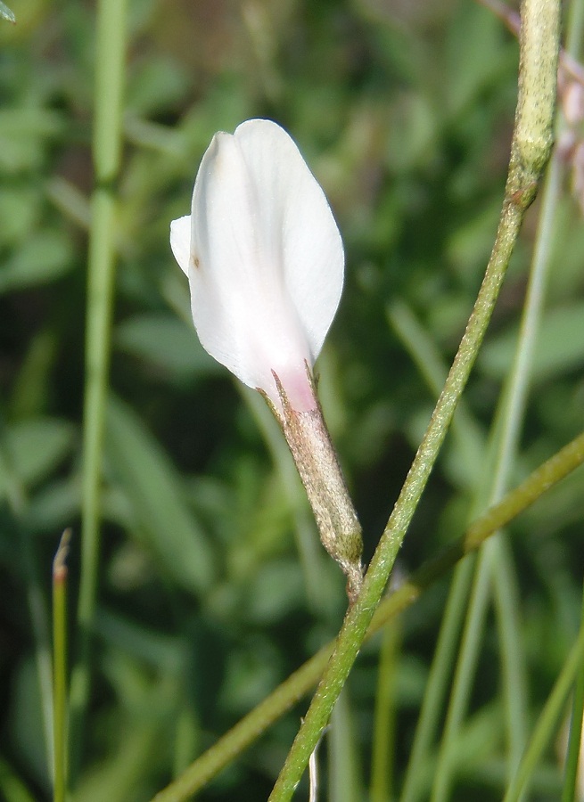 Изображение особи Astragalus ucrainicus.