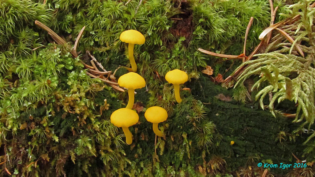 Изображение особи Lichenomphalia alpina.