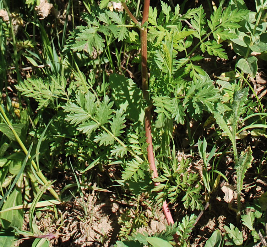 Image of Potentilla supina specimen.