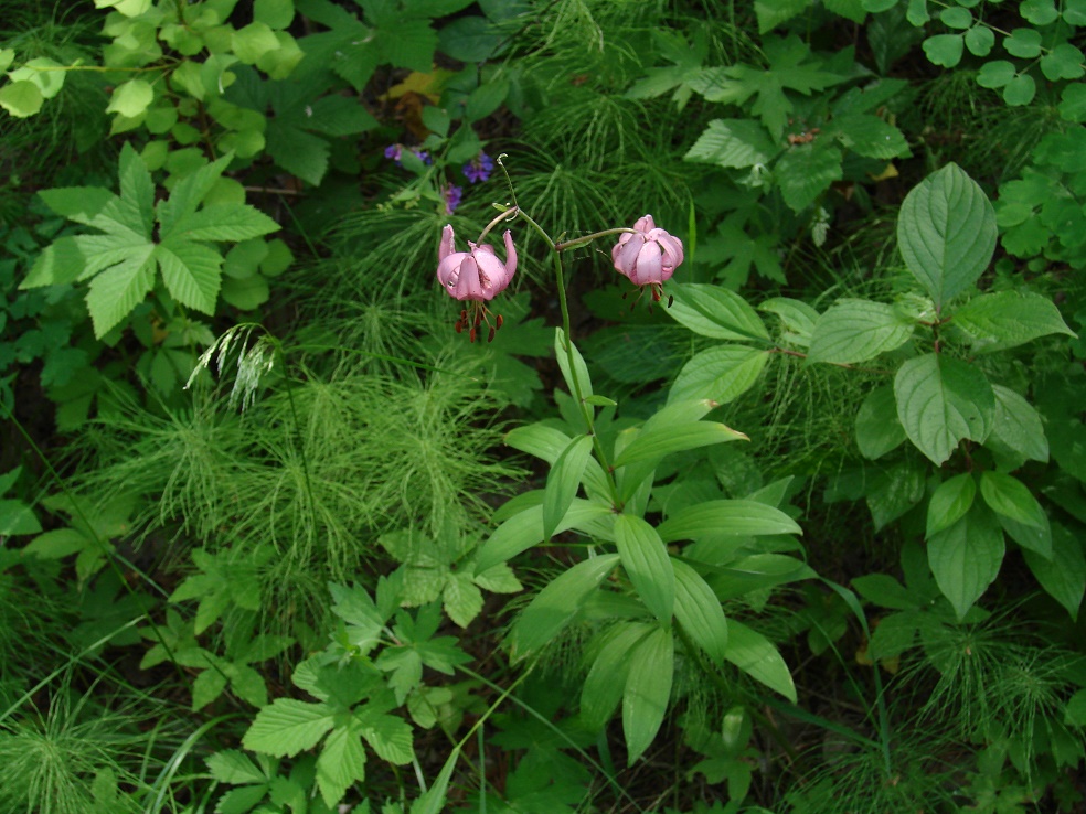 Image of Lilium pilosiusculum specimen.