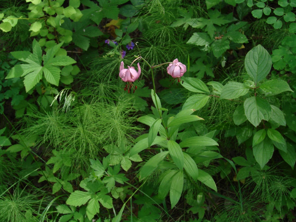 Изображение особи Lilium pilosiusculum.