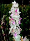 Stachys cretica
