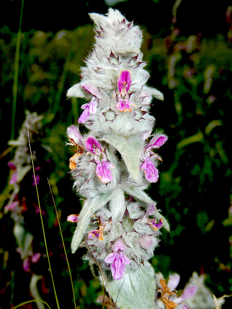 Image of Stachys cretica specimen.