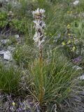 Asphodeline taurica