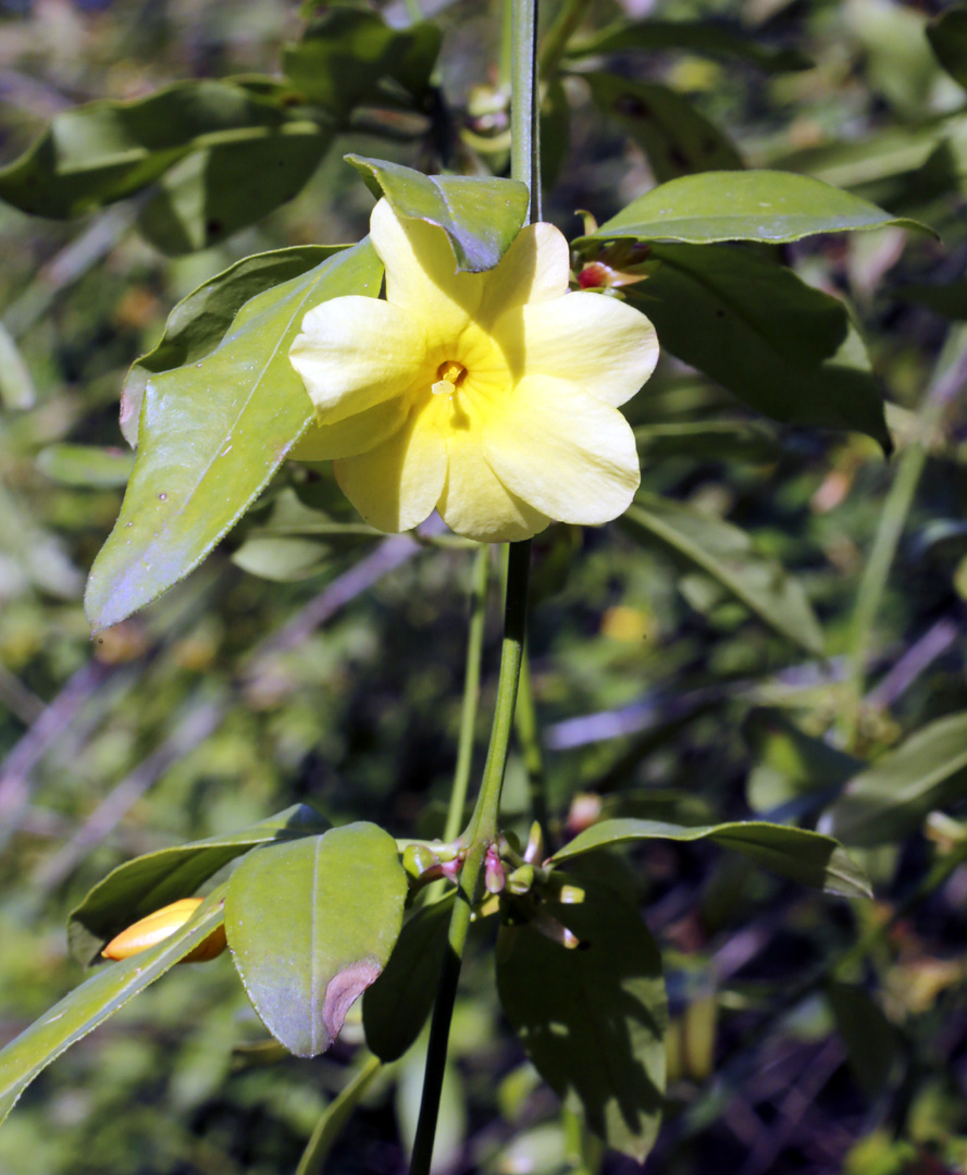 Изображение особи род Jasminum.