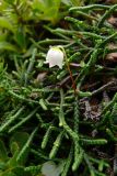 Cassiope lycopodioides